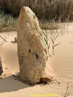 IMG-20261024-WA0013